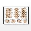 lumbar Spine Structure Human Body Print 100% Australian Made 120x90cm (Poster)