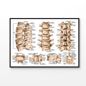 lumbar Spine Structure Human Body Print 100% Australian Made 120x90cm (Poster)