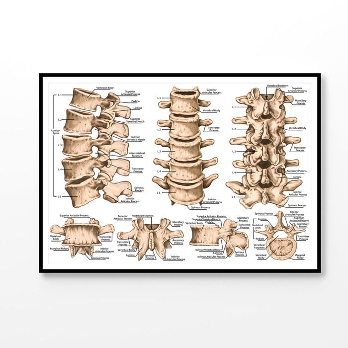 lumbar Spine Structure Human Body Print 100% Australian Made 120x90cm (Poster)