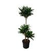 5L Dracaena Tall Triple Cane -  Dracaena deremensis