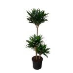 5L Dracaena Tall Triple Cane -  Dracaena deremensis