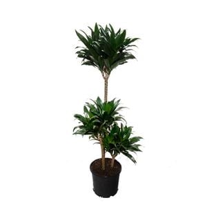 5L Dracaena Tall Triple Cane -  Dracaena deremensis