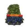 Lobelia Crystal Palace - Mega Punnet Flowering Range