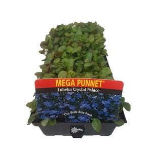 Lobelia Crystal Palace - Mega Punnet Flowering Range