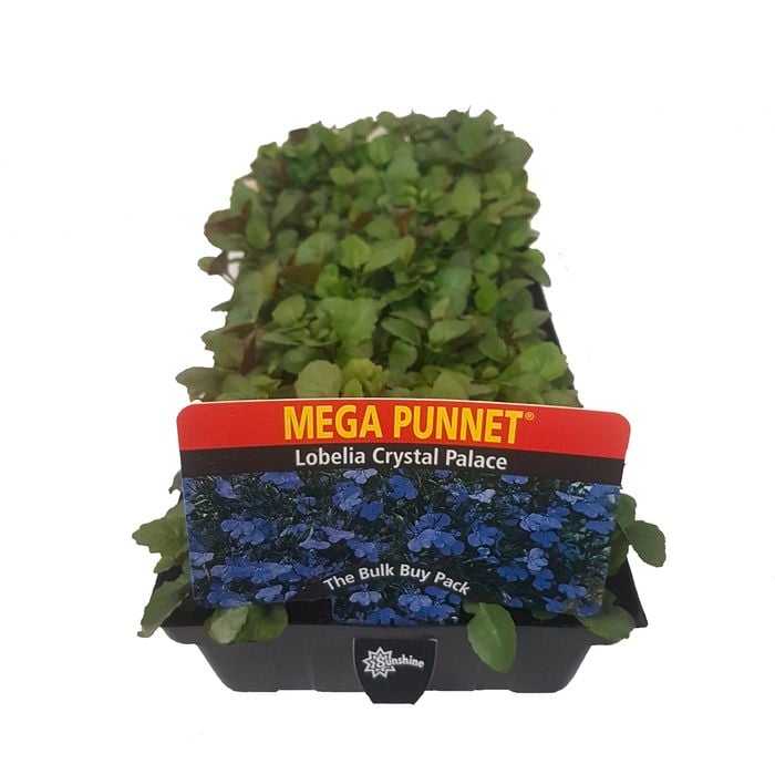 Lobelia Crystal Palace - Mega Punnet Flowering Range