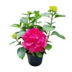 4L Hydrangea Masja - Hydrangea macrophylla