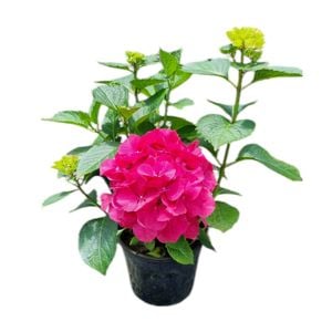 4L Hydrangea Masja - Hydrangea macrophylla