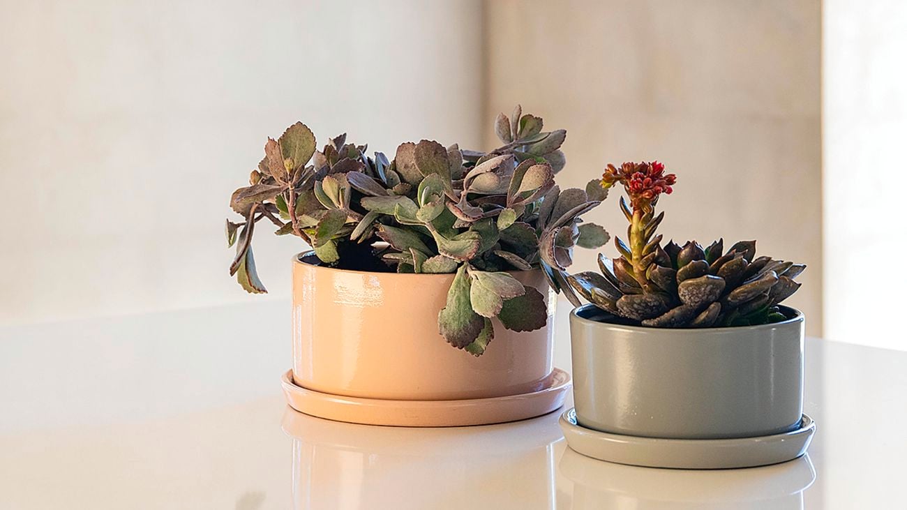 Two cacti on a bench in ceramic pots