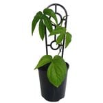 125mm Zeppellianum Palm - Amydrium