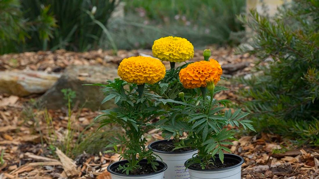 Yellow flowers.