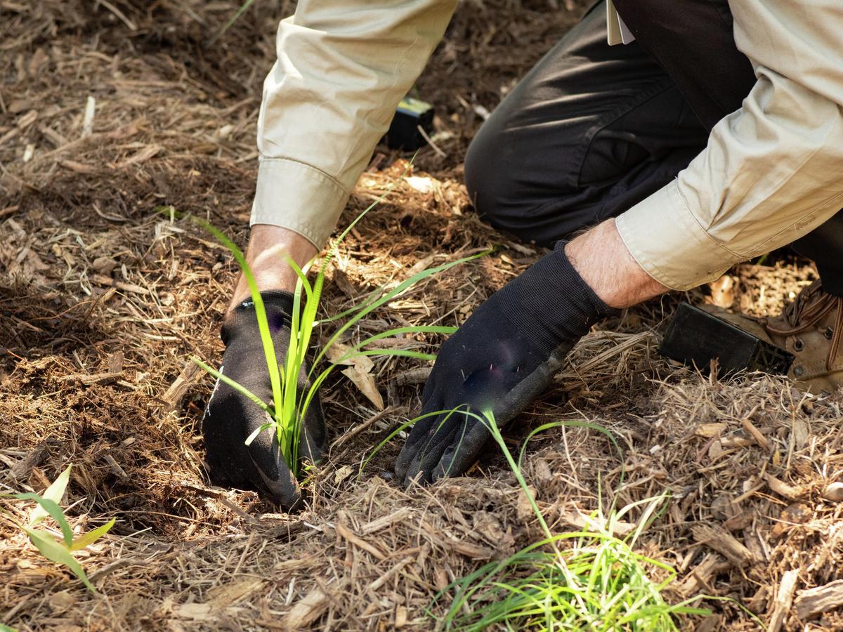 How To Plant A Tree - Bunnings New Zealand