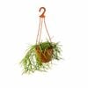 150mm Rhipsalis Assorted Hanging Basket