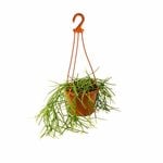 150mm Rhipsalis Assorted Hanging Basket