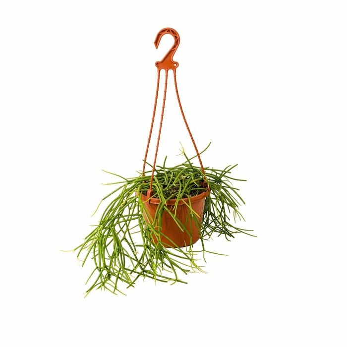 150mm Rhipsalis Assorted Hanging Basket