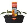 Punnet Pumpkin Queensland Blue - Grow Your Own Range