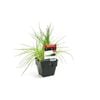 100mm Spring Onion - Allium fistulosum