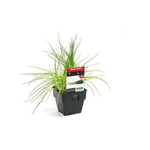 100mm Spring Onion - Allium fistulosum