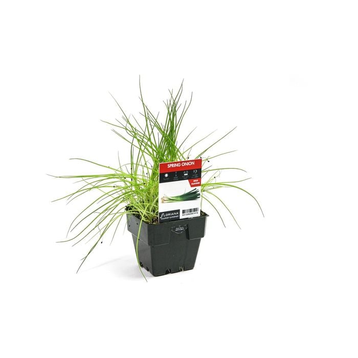 100mm Spring Onion - Allium fistulosum