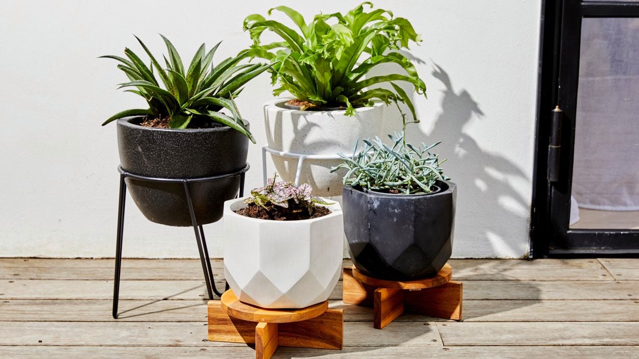 Variety of black and white pots on plant stands