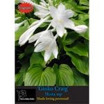 Yarra Valley Bulbs Hosta Grandiflora - 1 Pack