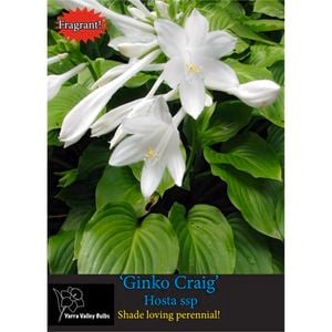 Yarra Valley Bulbs Hosta Grandiflora - 1 Pack