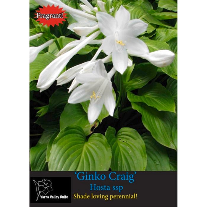 Yarra Valley Bulbs Hosta Grandiflora - 1 Pack