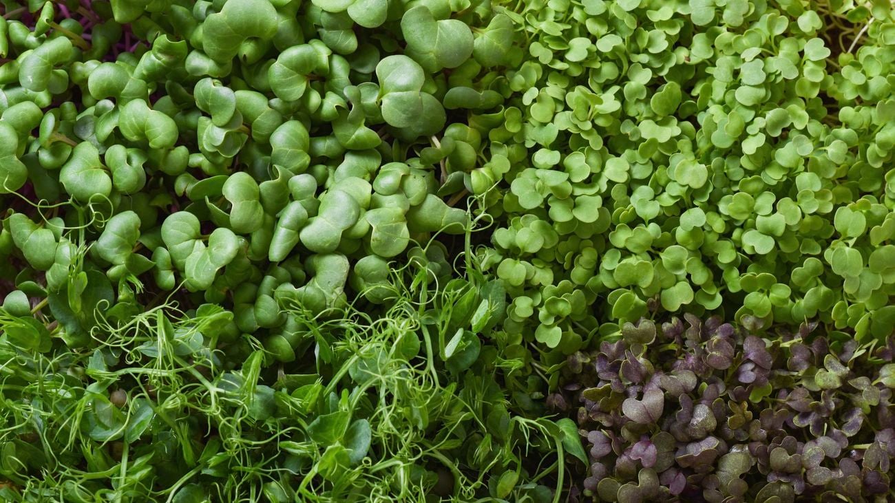 Close up of various micro-greenery with small green and purple leaves.