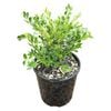 2L Buxus Koreana - Buxus microphylla