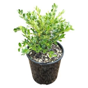 2L Buxus Koreana - Buxus microphylla