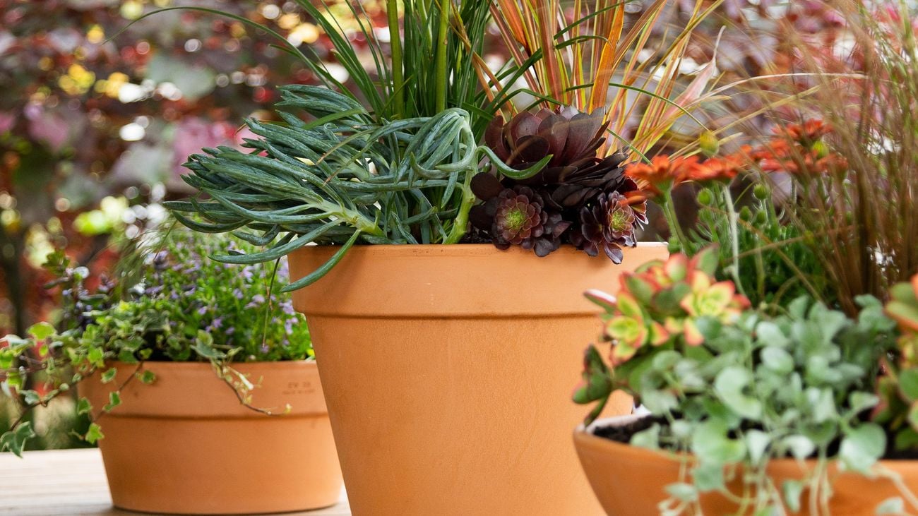 Light brown pots contain orange flowers with green leaves