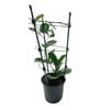 140mm Wax Flower - Hoya haematocephala Powderpuff