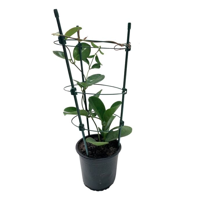 140mm Wax Flower - Hoya haematocephala Powderpuff