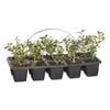 Plant Buxus Korean Box 10 Cell Pack