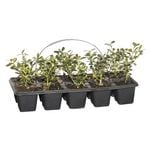 Plant Buxus Korean Box 10 Cell Pack