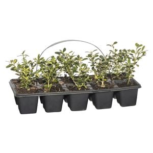 Plant Buxus Korean Box 10 Cell Pack
