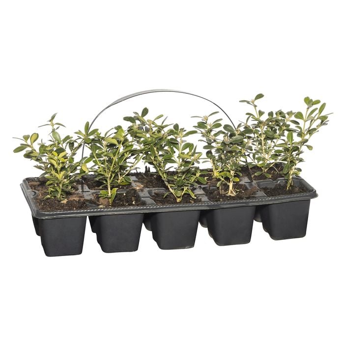 Plant Buxus Korean Box 10 Cell Pack