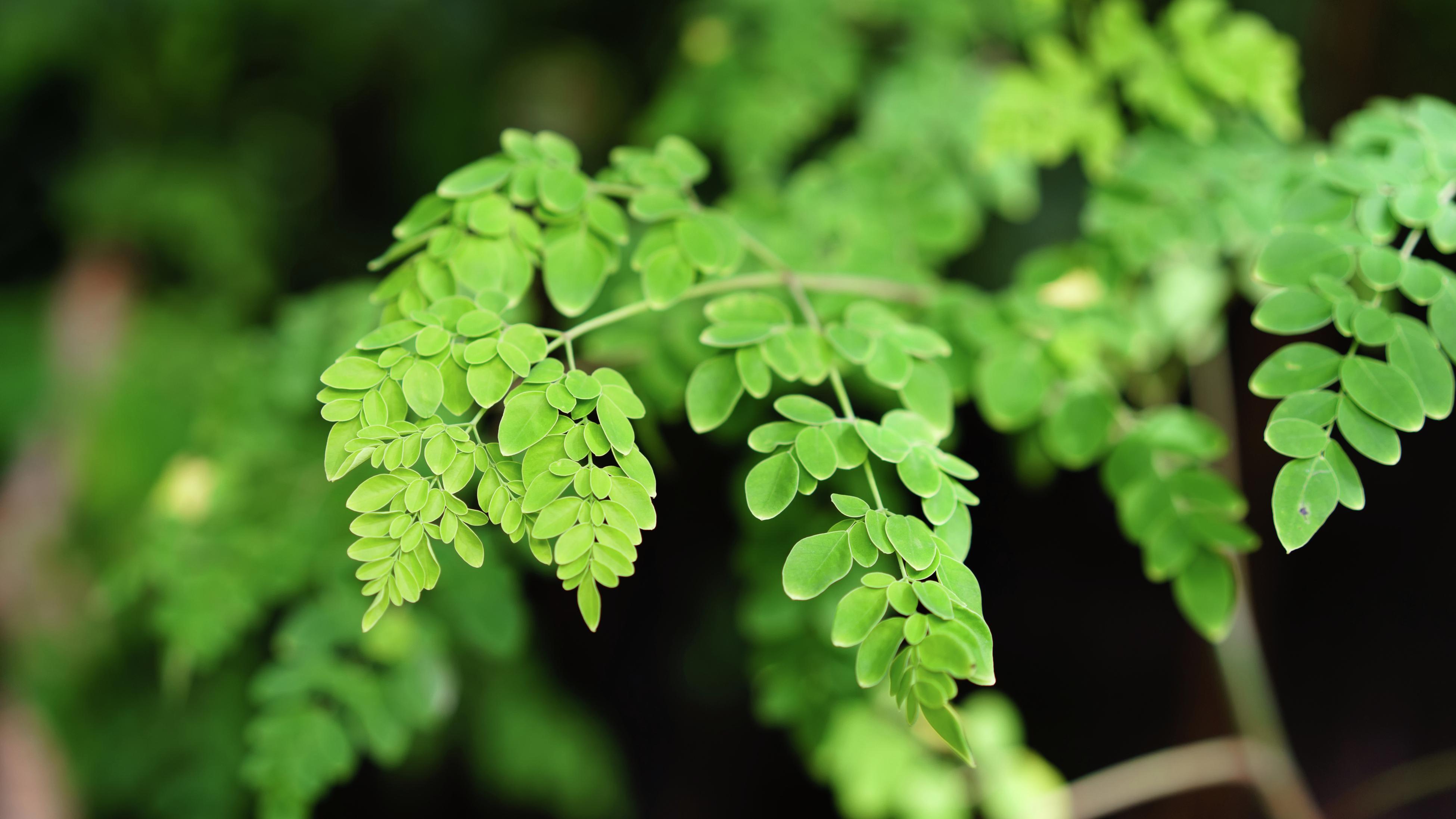 How To Grow And Care For Moringa Trees - Bunnings New Zealand