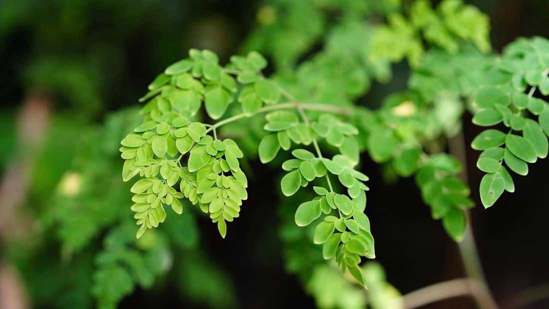 Moringa trees.