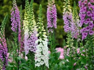 wide shot of foxglove plants in a field