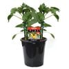 180mm Capsicum Snack Yellow - Capsicum annuum