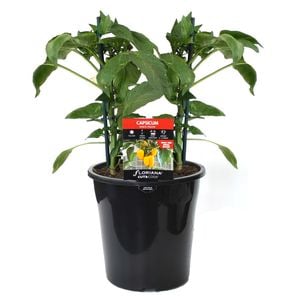 180mm Capsicum Snack Yellow - Capsicum annuum