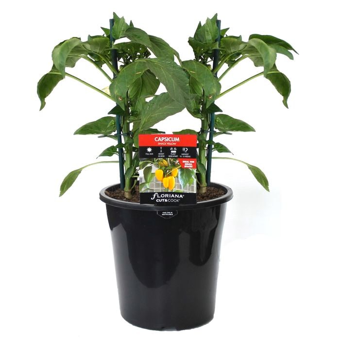 180mm Capsicum Snack Yellow - Capsicum annuum