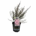 170 mm Leptospermum Rosy Morn