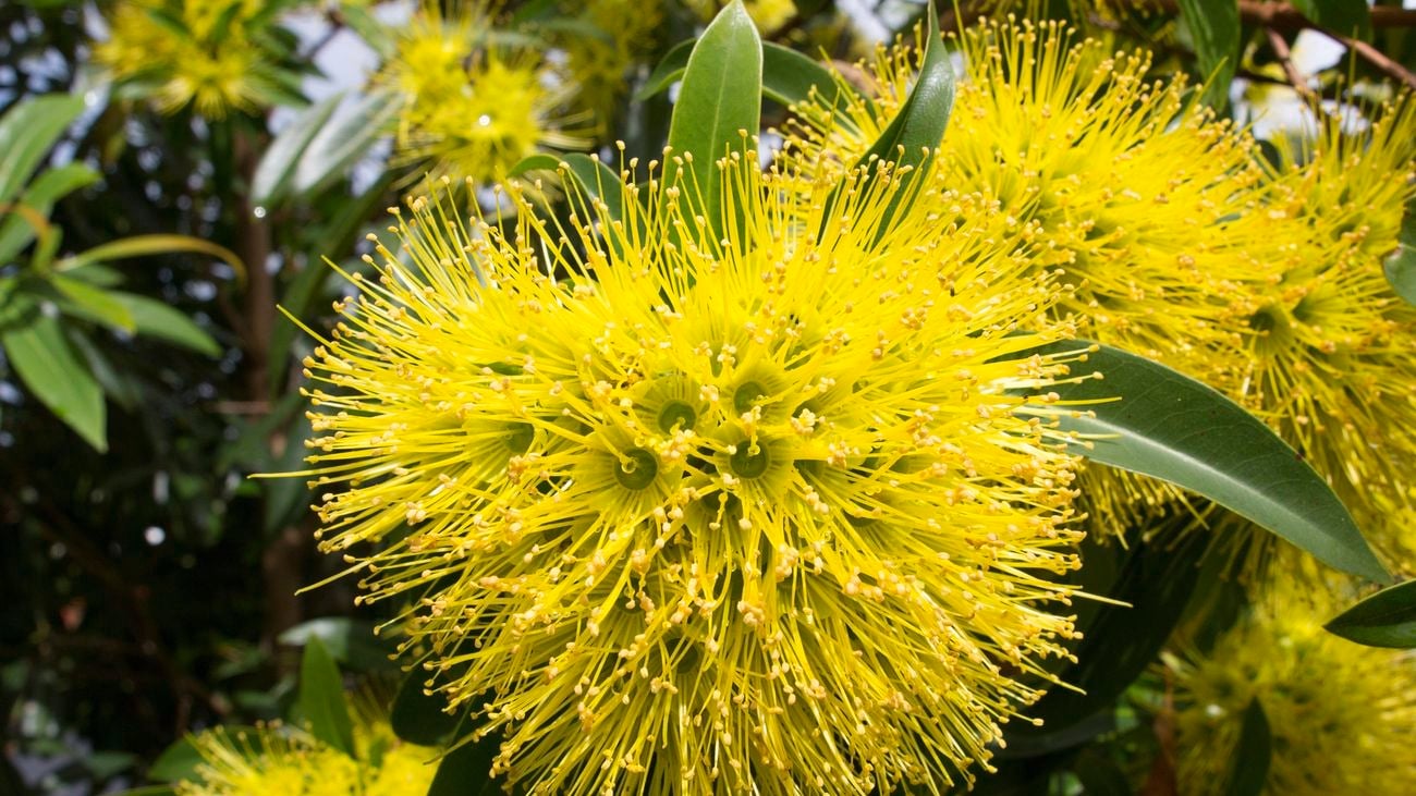 Close-up of a yellow golden penda flower