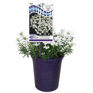 140mm Candytuft - Iberis sempervirens 'Whiteout'