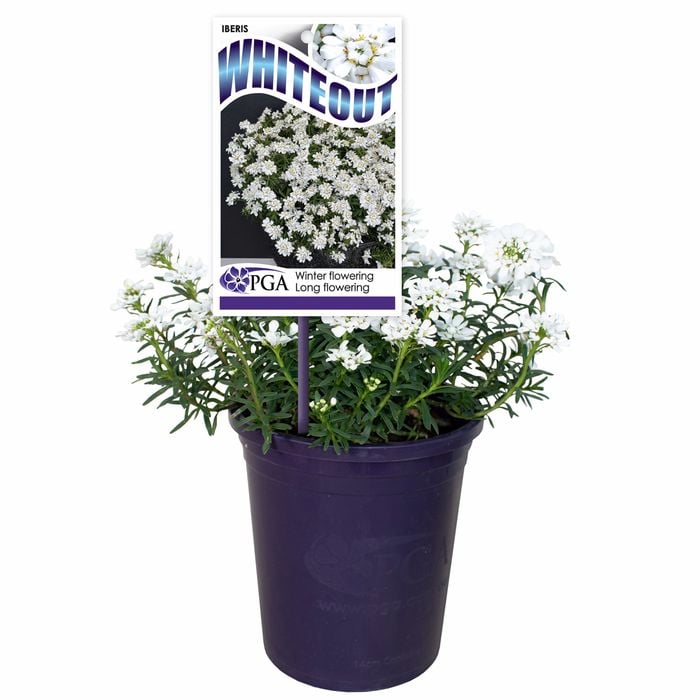 140mm Candytuft - Iberis sempervirens 'Whiteout'