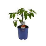 14cm Tomato Tasty Slice - Lycopersicum