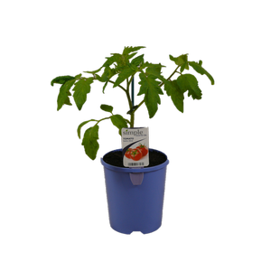 14cm Tomato Tasty Slice - Lycopersicum
