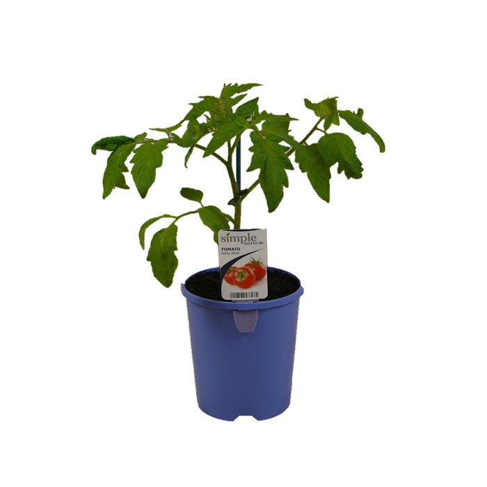 14cm Tomato Tasty Slice - Lycopersicum