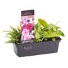 Punnet Petunia Gala Mix - Petunia hybrida